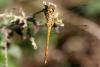 Sympetrum striolatum